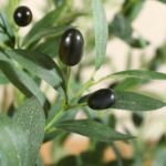 Picture of Artificial Olive Tree 150cm Big tall Fake Plants, Artificial Olive Silk Plants Indoors in Pots, Faux Tropical large artificial plant suitable