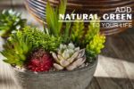 Picture of Pack of 5 Artificial Succulent Plants in Pots – Includes 10 Realistic Faux Succulents with Decorative Stones – Fake Potted Plants for Home, Office & Outdoor Decor
